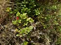Vaccinium vitis-idaea