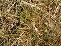 Viola palustris