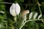 Supralittoral rock, Vicia lutea
