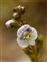 Improved grassland, Veronica serpyllifolia