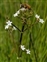 White flowers, Valeriana dioica