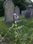 Neutral grassland, Vicia sepium