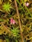 Bog, Vaccinium oxycoccos