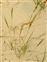 The Grass family, Poaceae, Vulpia fasciculata