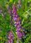 The Pea family, Fabaceae, Vicia villosa