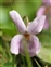 Pink flowers, Viola odorata