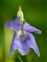 Broadleaved wood, Viola riviniana