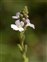 Inflorescence, Verbena officinalis