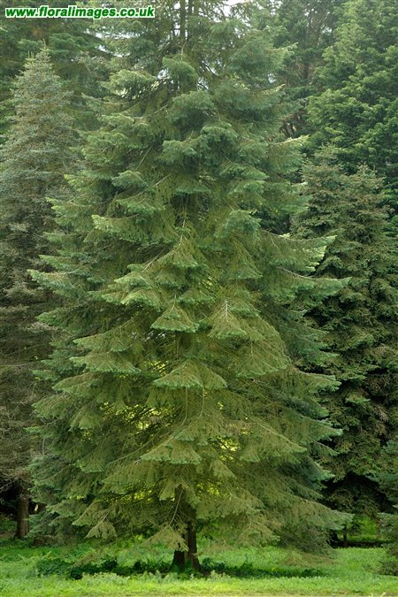 Abies grandis
