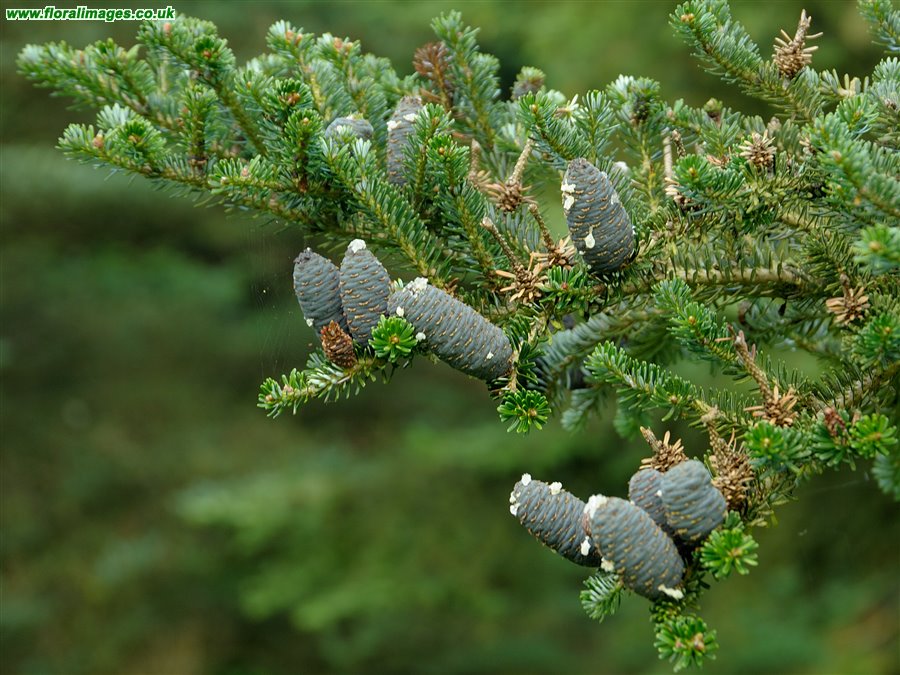 Abies koreana