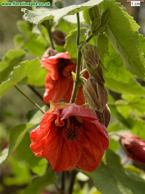 Abutilon