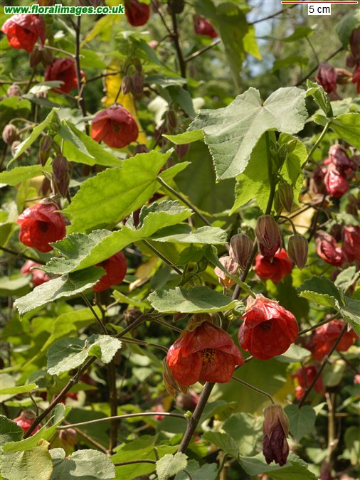 Abutilon
