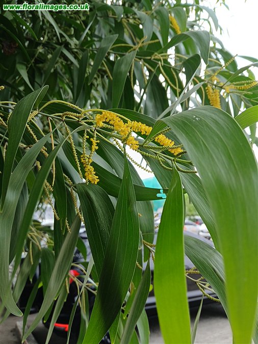 Acacia auriculiformis