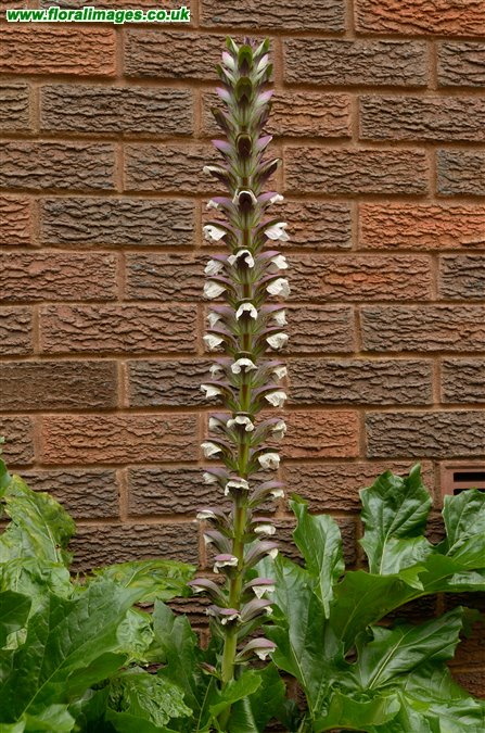 Acanthus mollis