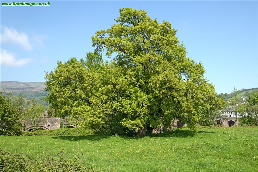 Acer campestre