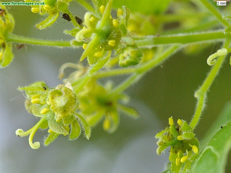 Acer campestre