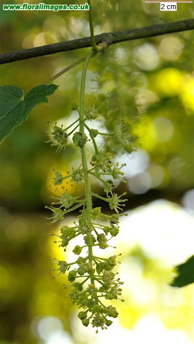 Acer pseudoplatanus
