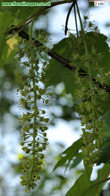 Acer pseudoplatanus
