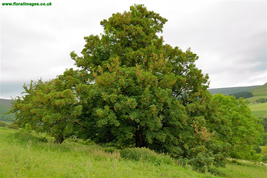 Acer pseudoplatanus