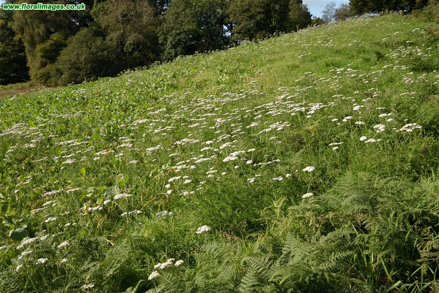 Achillea millefolium