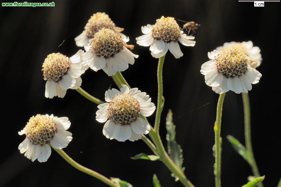 Achillea ptarmica
