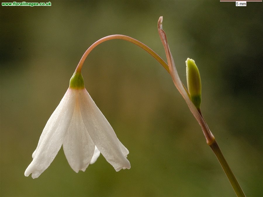 Acis autumnalis