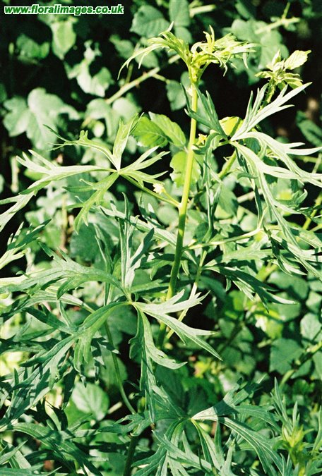 Aconitum napellus