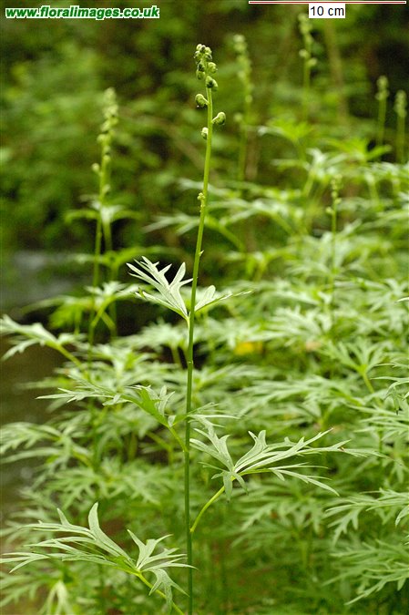 Aconitum napellus