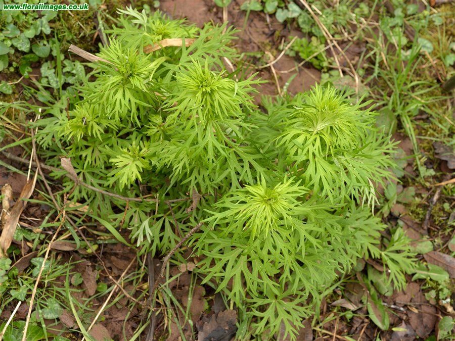 Aconitum napellus