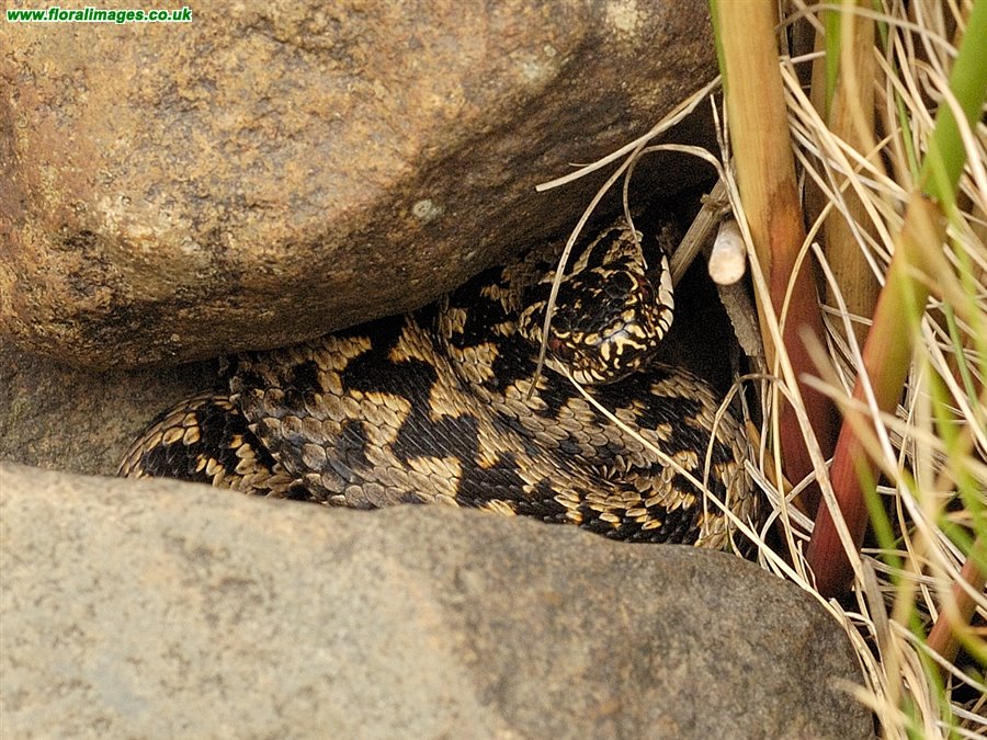 Adder