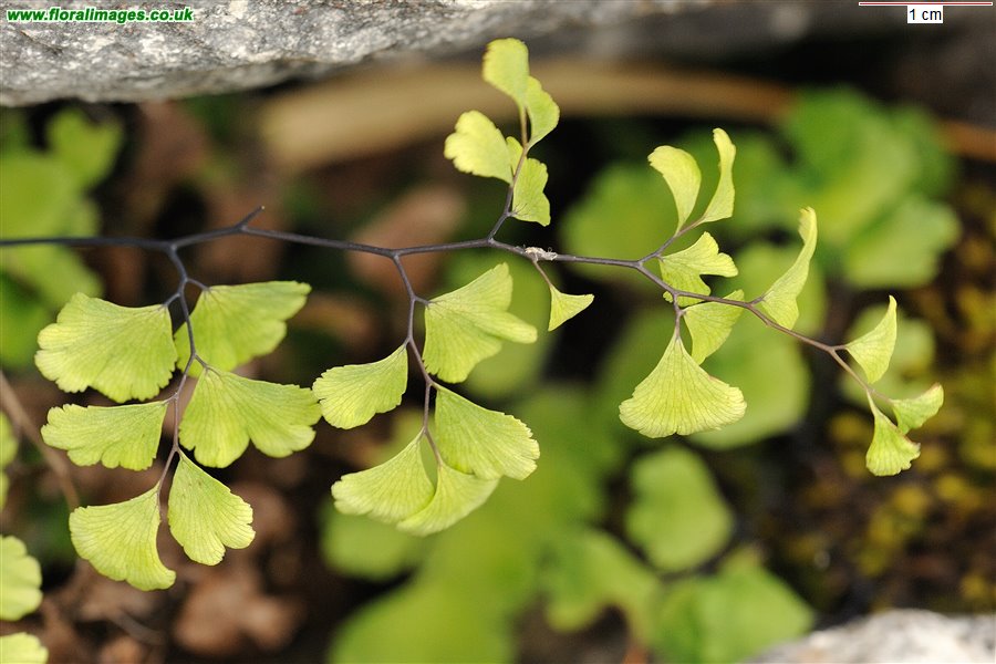 Adiantum capillus-veneris