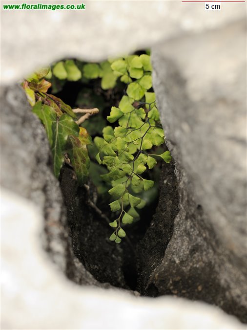 Adiantum capillus-veneris