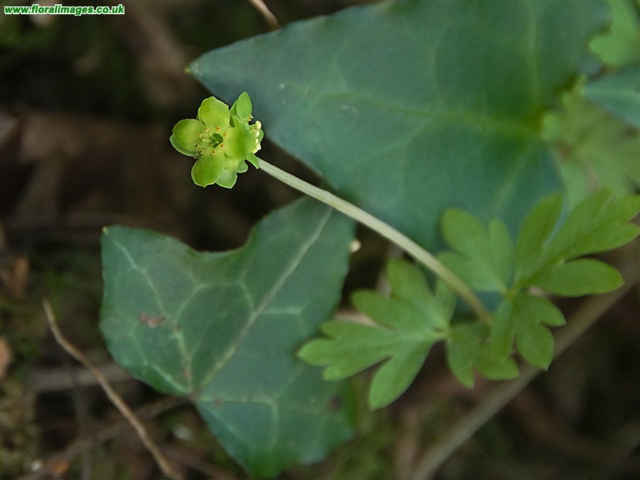 Adoxa moschatellina