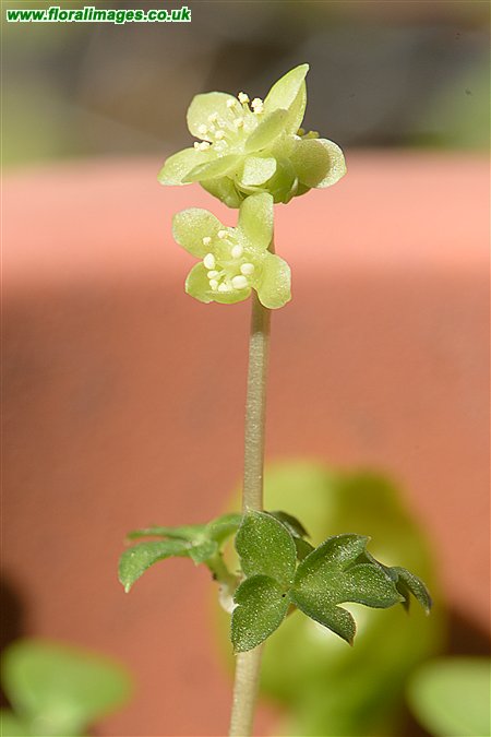 Adoxa moschatellina
