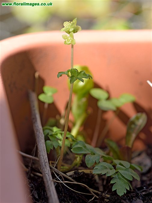 Adoxa moschatellina