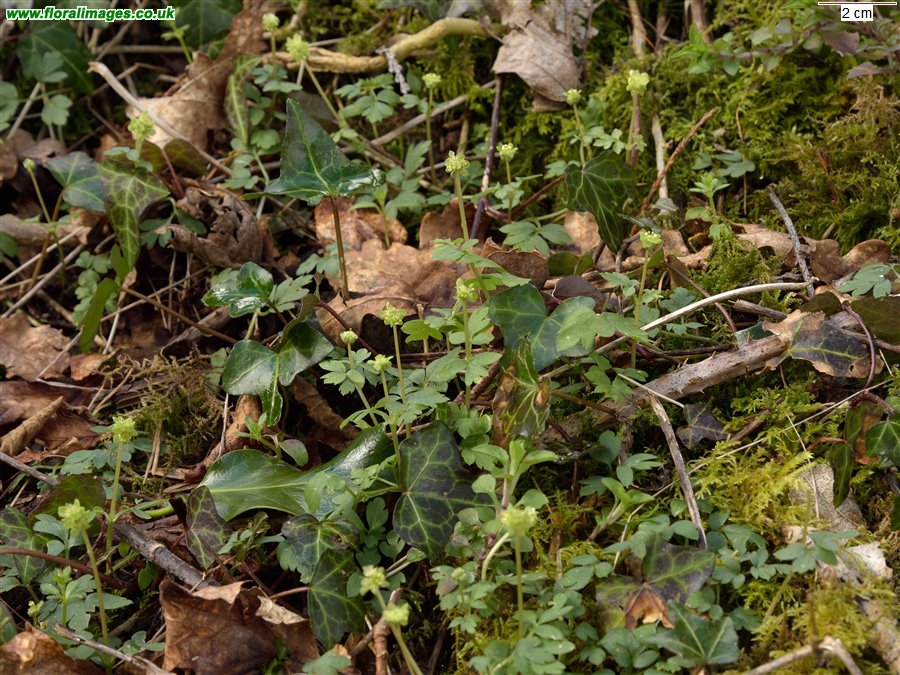 Adoxa moschatellina