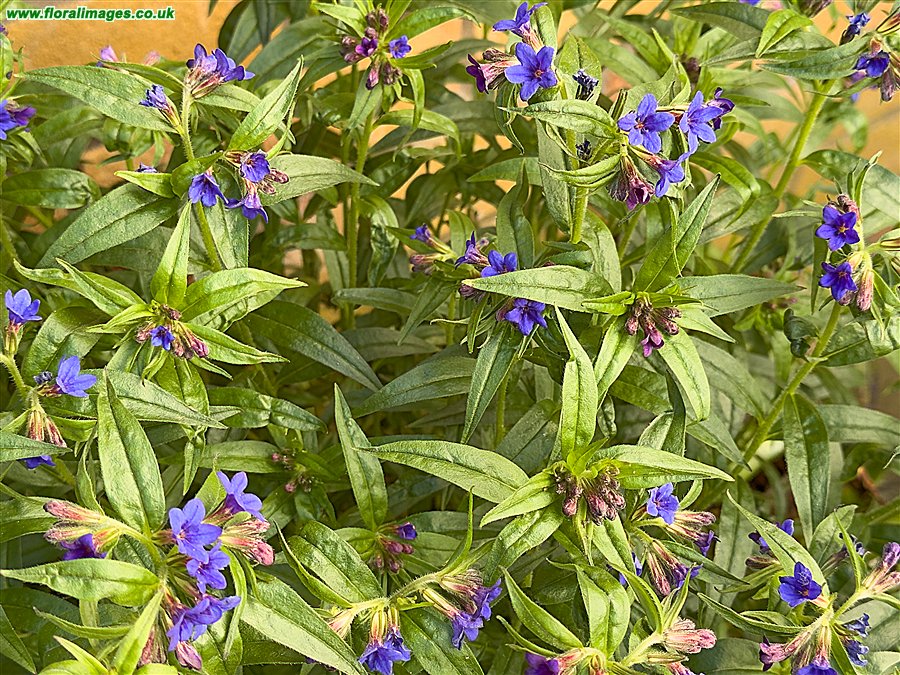 Aegonychon purpureocaeruleum