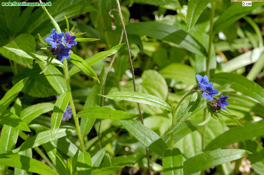Aegonychon purpureocaeruleum