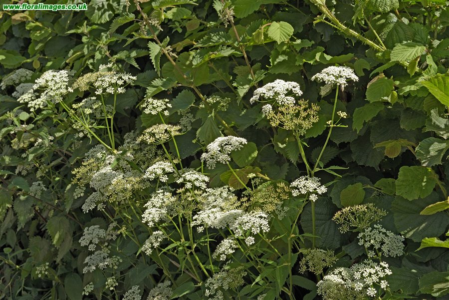 Aegopodium podagraria