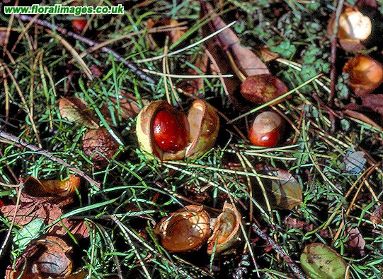 Aesculus hippocastanum