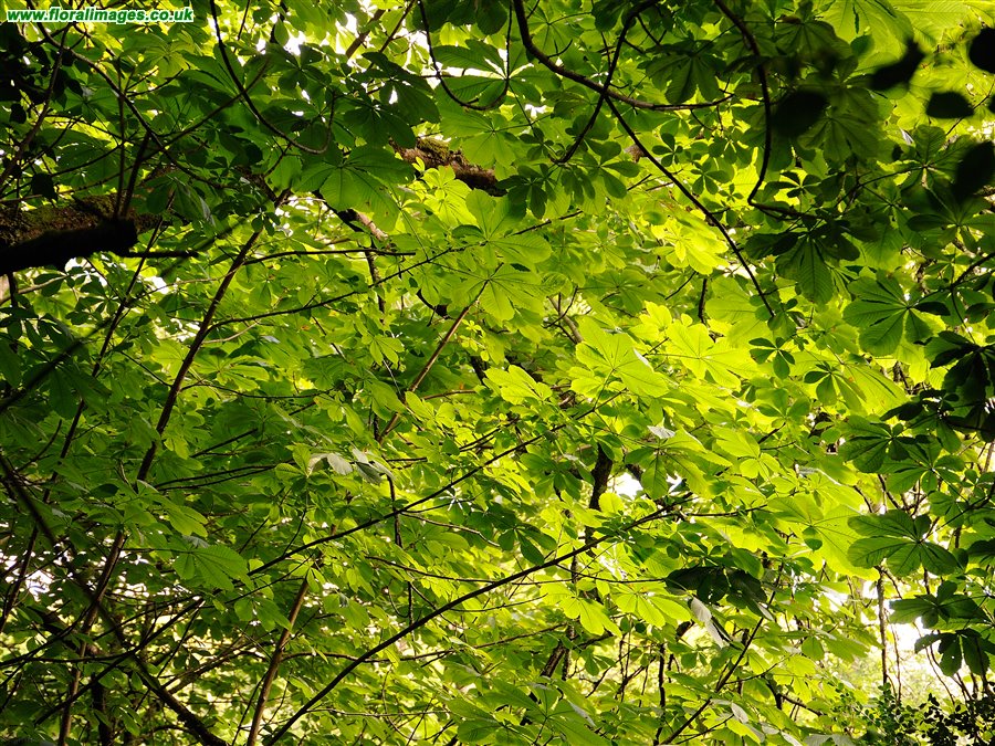 Aesculus hippocastanum