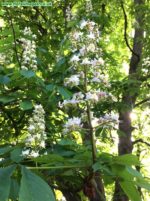 Aesculus hippocastanum