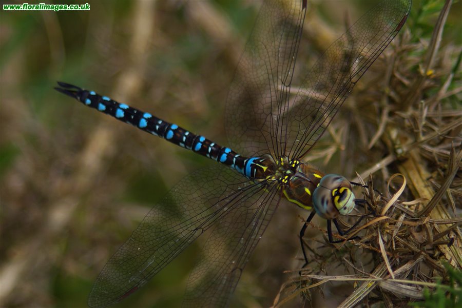 Aeshna mixta