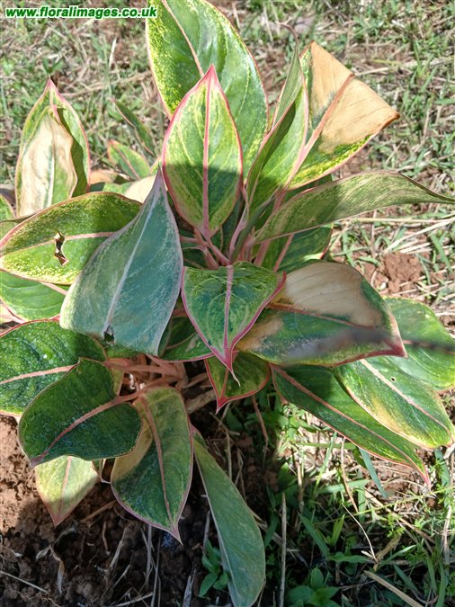 Aglaonema commutatum