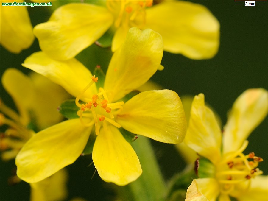 Agrimonia eupatoria
