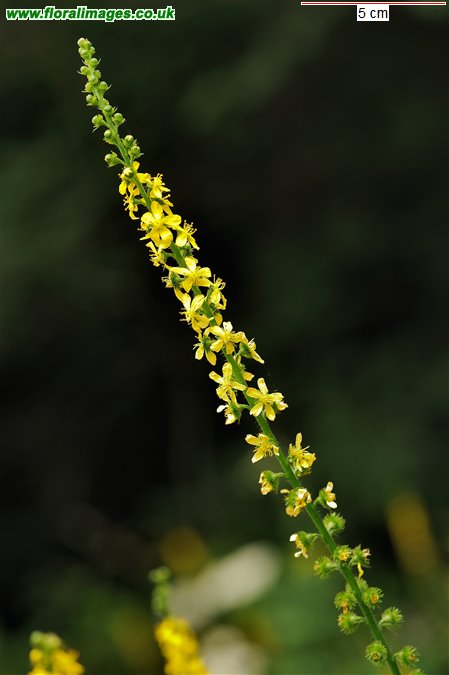 Agrimonia procera