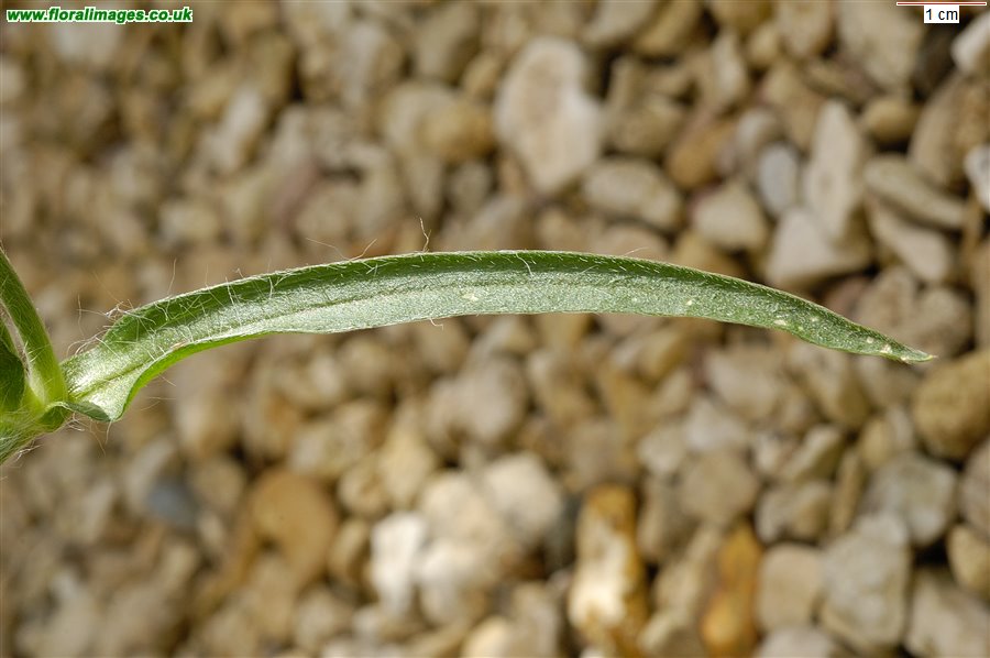 Agrostemma githago