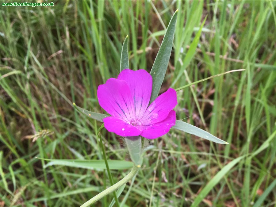 Agrostemma githago
