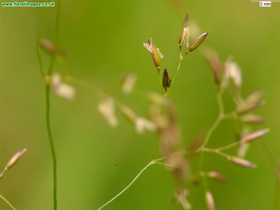 Agrostis capillaris