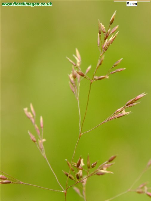 Agrostis capillaris